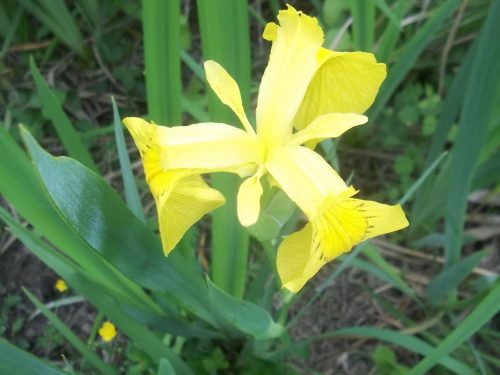 L’ Iris d’Acqua nella Riserva Naturale Regionale del Lago di Serranella