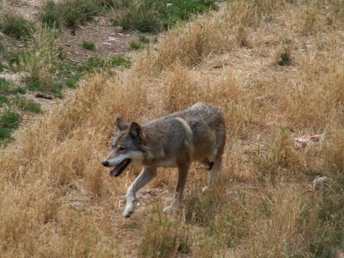 Il significato mitologico dei lupi avvistati alla periferia  di Chieti