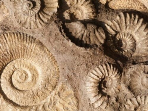 Ophis inaugura il Museo Paleontologico a Teramo