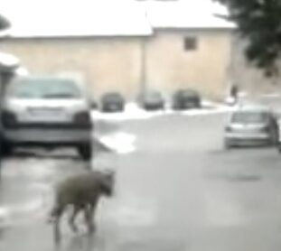 Lupi nelle città in Abruzzo